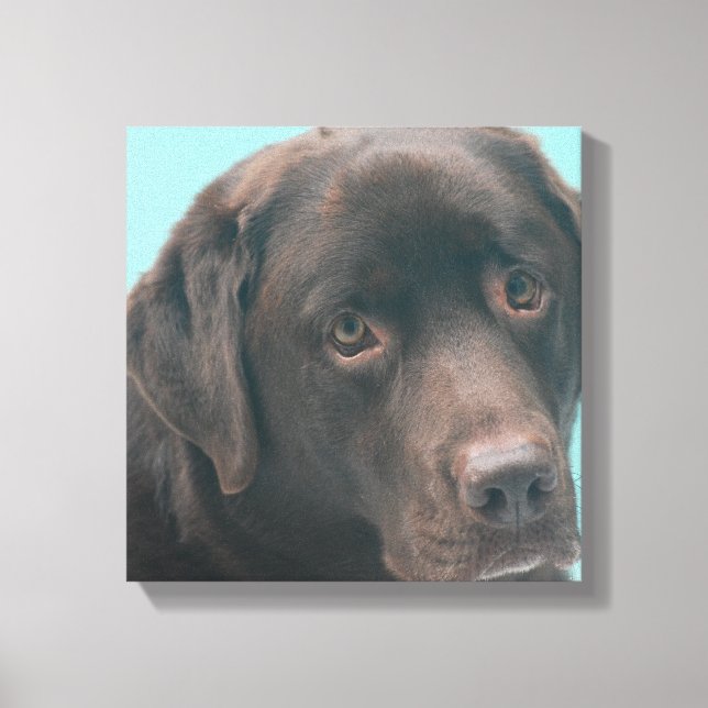 Chocolate Lab Dog Canvas Print (Front)
