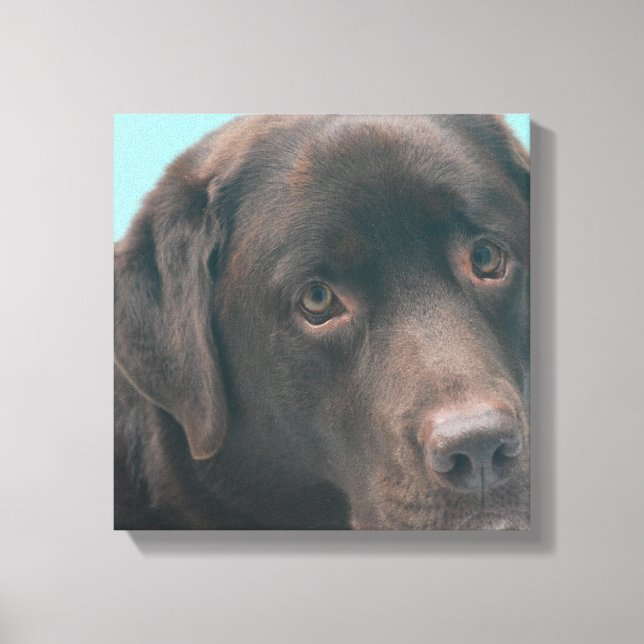 Chocolate Lab Dog Canvas Print (Front)