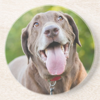 Chocolate Lab Dog Coaster