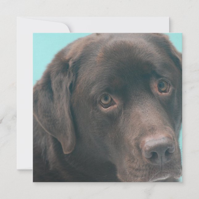 Chocolate Lab Dog Invitations (Front)