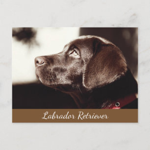 Chocolate Lab Dog Postcard