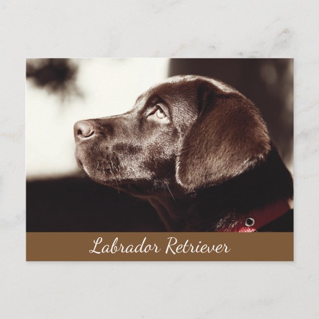Chocolate Lab Dog Postcard (Front)