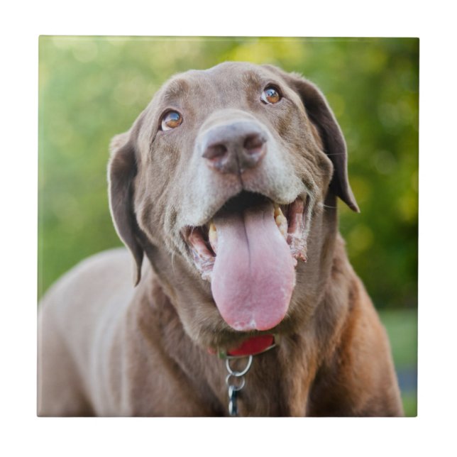 Chocolate Lab Dog Tile (Front)