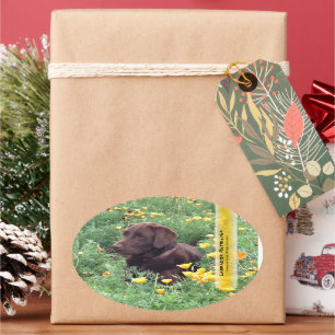 Chocolate Lab in California Poppy Patch Oval Sticker