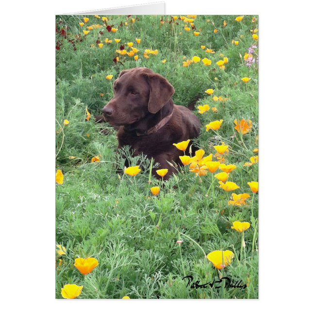 Chocolate Lab In California Poppy Patch Photograph (Front)