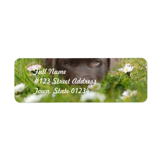Chocolate Lab in Daisies  Mailing Labels (Front)