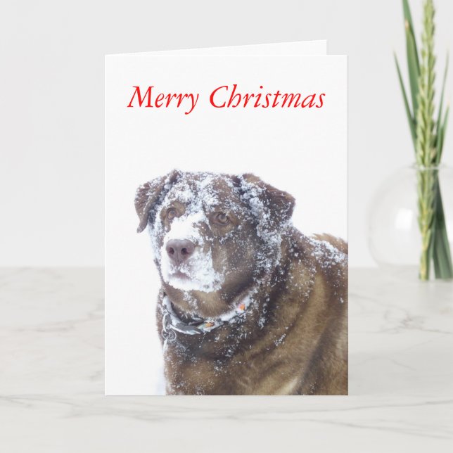 Chocolate lab in snow, Merry Christmas Holiday Card (Front)