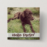 Chocolate Lab Lying In Grass Photograph