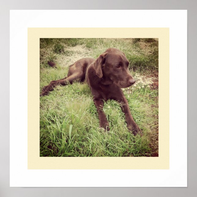 Chocolate Lab Lying In Grass Photograph Poster (Front)
