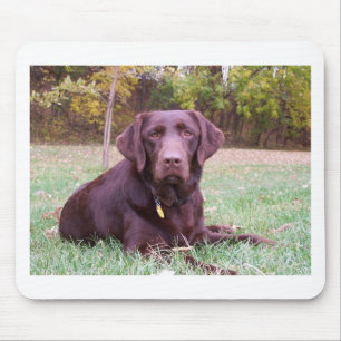Chocolate Lab Mouse Mat