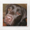Chocolate Lab