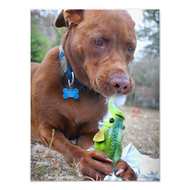 Chocolate Lab Pit Mix Dog and Toy Photo Print (Front)