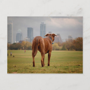 Chocolate Lab Pit Mix Dog - Austin TX Postcard
