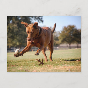 Chocolate Lab Pit Mix Dog Chasing Ball Postcard