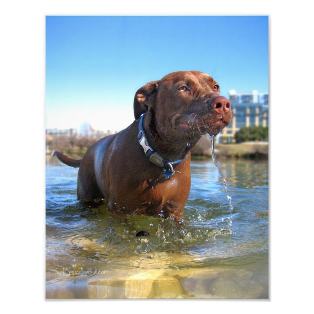 Chocolate Lab Pit Mix Dog Drooling Photo Print (Front)