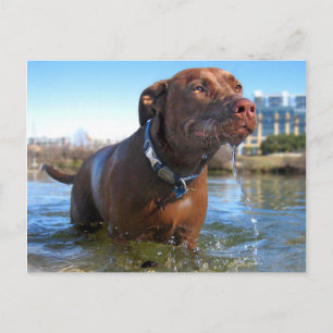 Chocolate Lab Pit Mix Dog Drooling Postcard