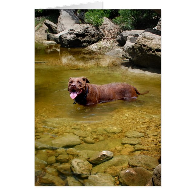 Chocolate Lab Pit Mix Dog in Swimming Hole (Front)