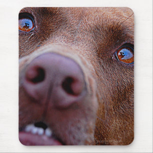 Chocolate Lab Pit Mix Dog Nose Mouse Mat
