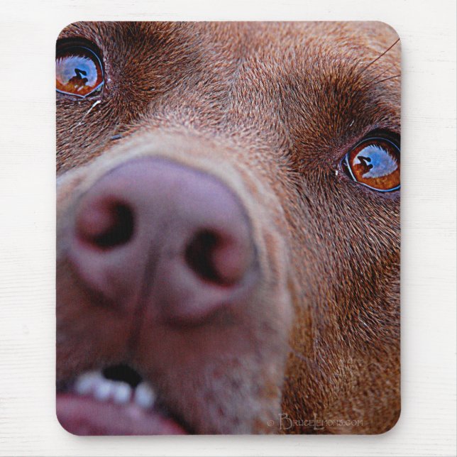 Chocolate Lab Pit Mix Dog Nose Mouse Mat (Front)