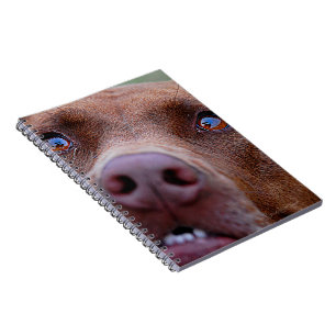 Chocolate Lab Pit Mix Dog Nose Notebook