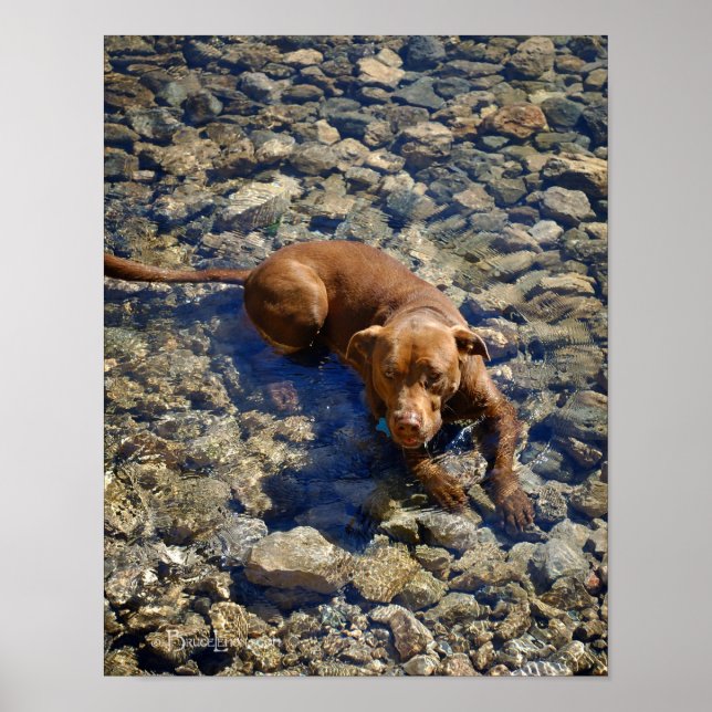 Chocolate Lab Pit Mix Dog On The Rocks Poster (Front)