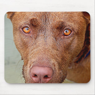 Chocolate Lab Pit Mix Dog Portrait 2 Mouse Mat
