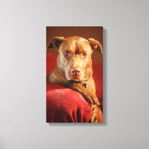 Chocolate Lab Pit Mix Dog Portrait 3 Canvas Print