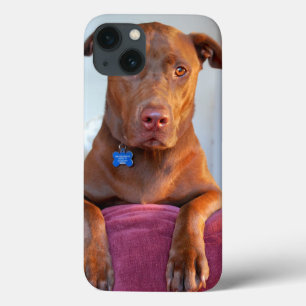 Chocolate Lab Pit Mix Dog Portrait iPhone 13 Case