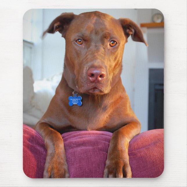 Chocolate Lab Pit Mix Dog Portrait Mouse Mat (Front)