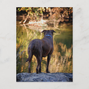 Chocolate Lab Pit Mix Dog Serene Postcard