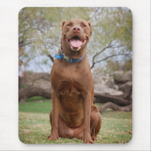 Chocolate Lab Pit Mix Dog Smiling 2 Mouse Mat