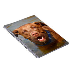 Chocolate Lab Pit Mix Dog Smiling Notebook