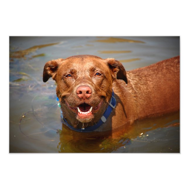 Chocolate Lab Pit Mix Dog Smiling Photo Print (Front)