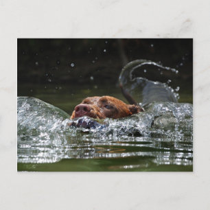 Chocolate Lab Pit Mix Dog Swimming 5 Postcard