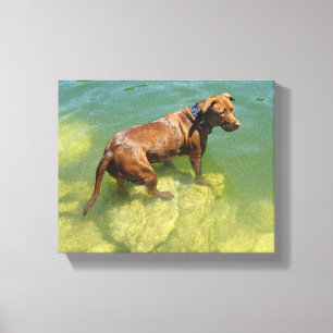 Chocolate Lab Pit Mix Dog Swimming Canvas Print