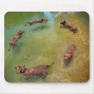 Chocolate Lab Pit Mix Dog Swimming in Circles Mouse Mat
