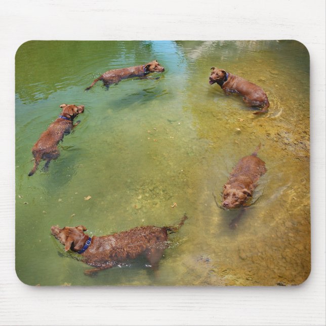 Chocolate Lab Pit Mix Dog Swimming in Circles Mouse Mat (Front)