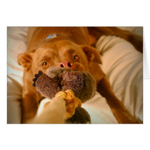 Chocolate Lab Pit Mix Dog Tugging