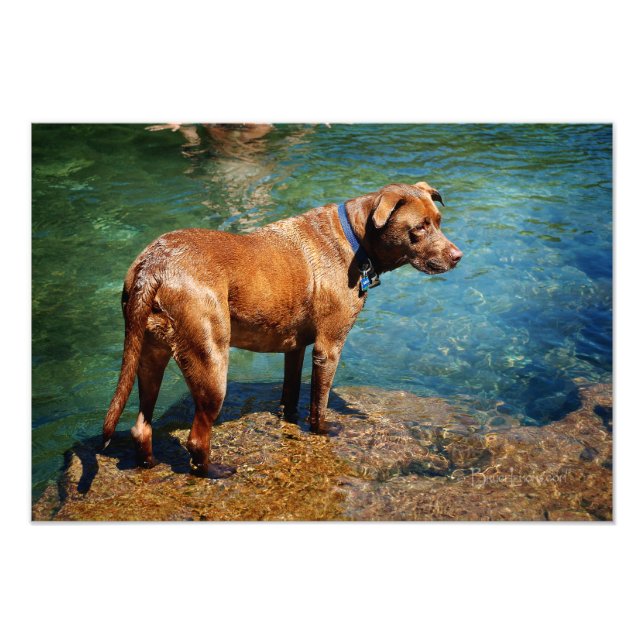 Chocolate Lab Pit Mix Dog Wading 2 Photo Print (Front)