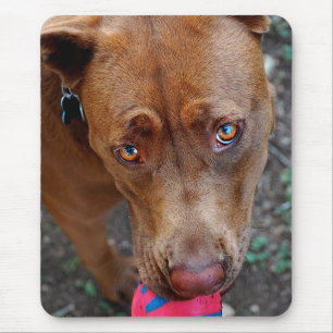 Chocolate Lab Pit Mix Dog with Ball 2 Mouse Mat