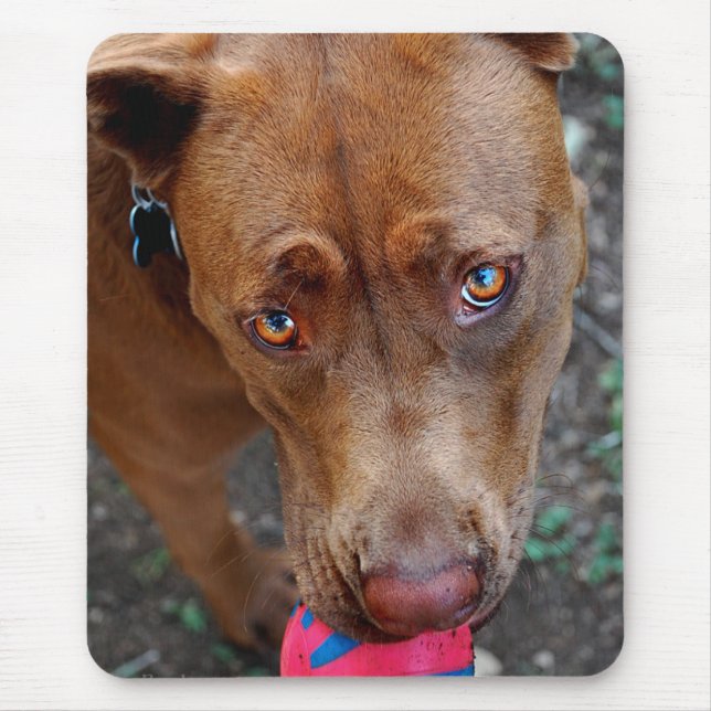 Chocolate Lab Pit Mix Dog with Ball 2 Mouse Mat (Front)