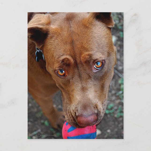 Chocolate Lab Pit Mix Dog with Ball 2 Postcard (Front)