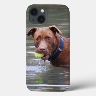 Chocolate Lab Pit Mix Dog With Ball iPhone 13 Case