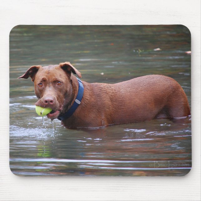 Chocolate Lab Pit Mix Dog With Ball Mouse Mat (Front)