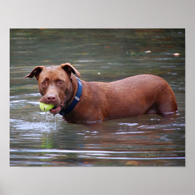 Chocolate Lab Pit Mix Dog With Ball Poster (Front)