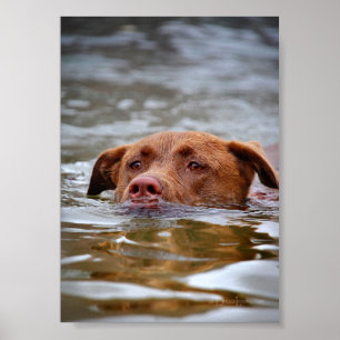 Chocolate Lab Pit Mix Puppy Dog Swimming Poster