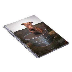 Chocolate Lab Pit Puppy in a Bucket Notebook