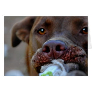 Chocolate Lab Pit Puppy Tugging