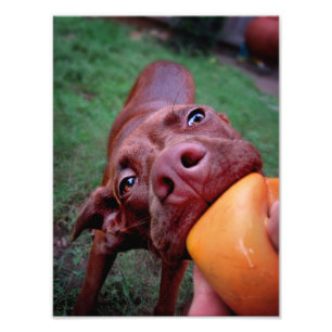 Chocolate Lab Pit Puppy Tugging Ball Photo Print