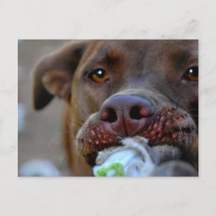 Chocolate Lab Pit Puppy Tugging Postcard